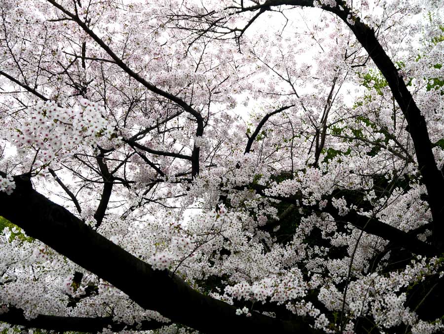 [花樹特集] 中項目・目次 ＨＰのトップへ 1.桜・梅・桃特集 2.椿 